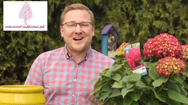 Гортензия Бесконечное лето (Endless Summer) смотреть онлайн