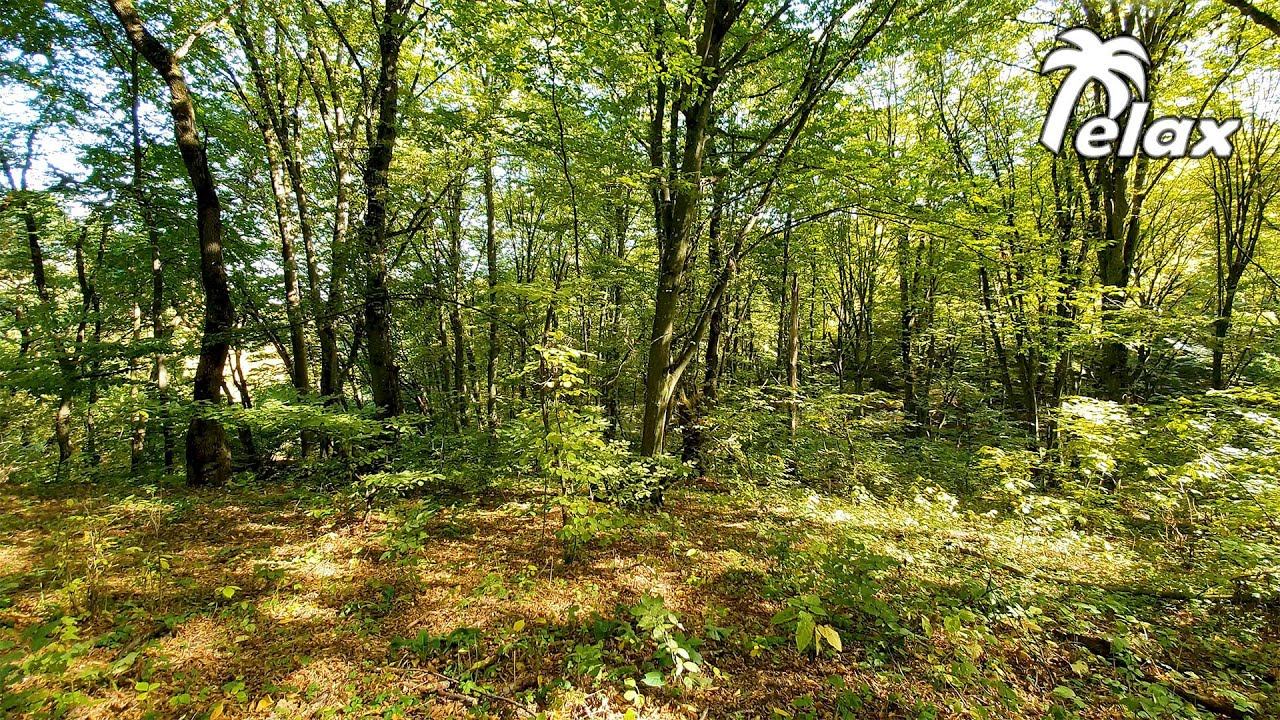 Relaxing Forest Sounds with White Noise effect смотреть онлайн
