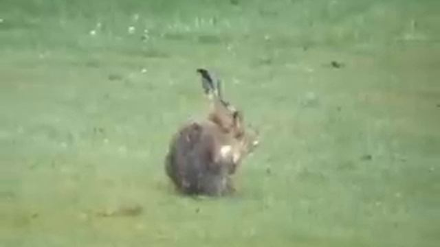 The Brown Hare and the Rabbit смотреть онлайн