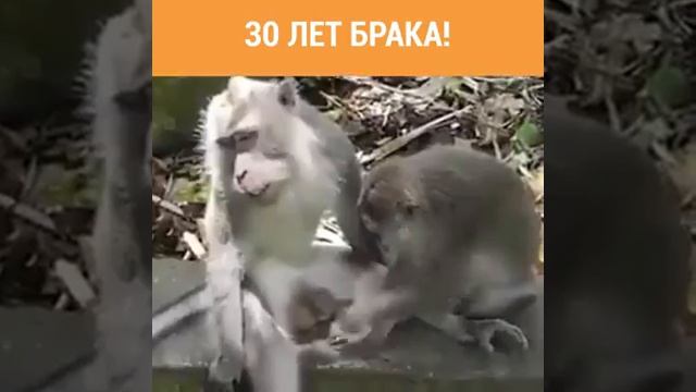 30лет брака
