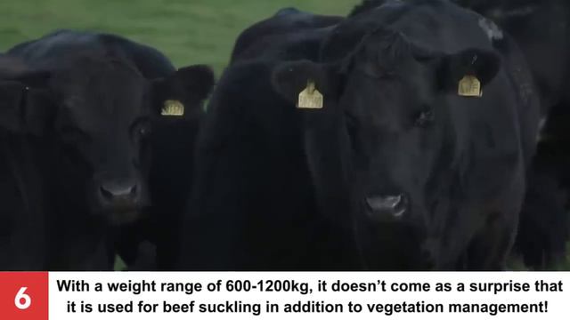 Top 10 Biggest Cattle Breeds In The World - Biggest Cows & Bulls! смотреть онлайн