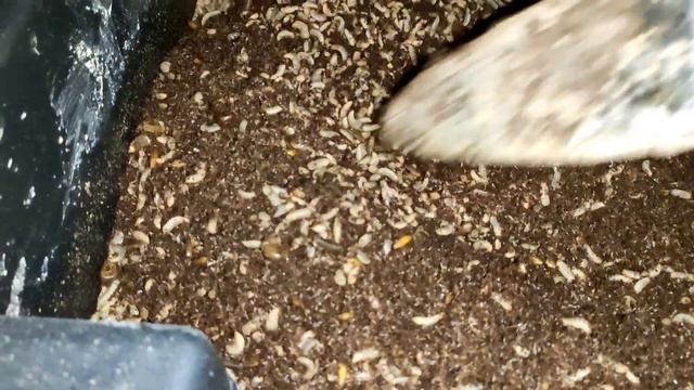 ЛИЧИНКА ЧЕРНОЙ ЛЬВИНКИ КУШАЕТ ЗЕРНО