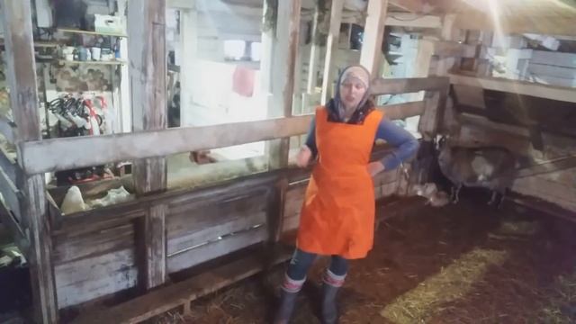 Плюсы и Минусы Стадного содержания Коз смотреть онлайн