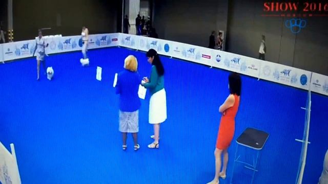 Bolognese SPECIALITY - BEST OF BREED COMPETITION - WORLD DOG SHOW MOSCOW 2016 смотреть онлайн
