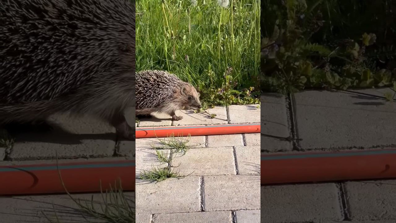 В саду завелся ежик #ёжик #фридайвинг #nature #hedgehog смотреть онлайн