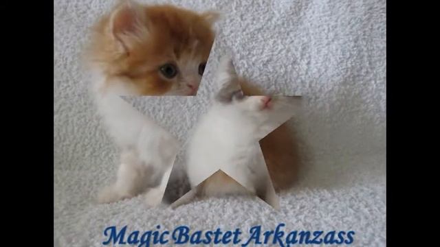 Питомник "Magic Bastet" представляет смотреть онлайн