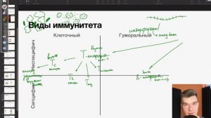 6.67. T-лимфоциты и B-лимфоциты | Анатомия к ЕГЭ | Георгий Мишуровский