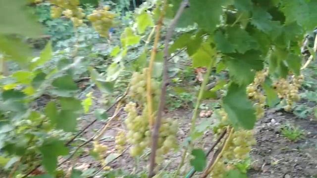 виноград галбена 2018 смотреть онлайн