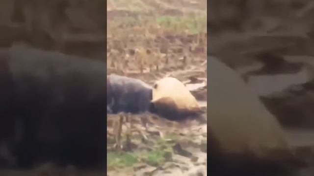 Дед мороз существует, он спешит к нам на ёлку.