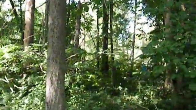 Берендеево царство 1(2) смотреть онлайн