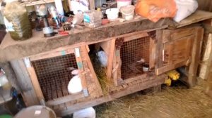 привожу крольчиху в охоту! как привести крольчиху в охоту?