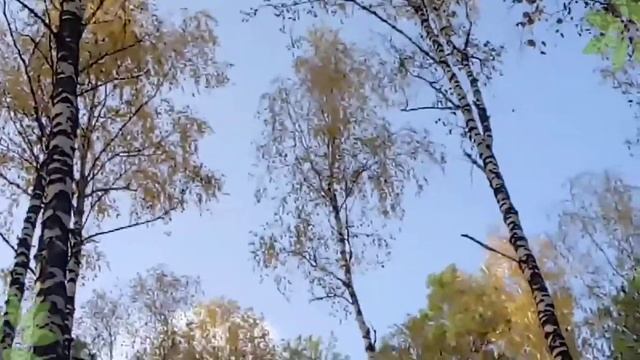 Березовый релакс??? смотреть онлайн