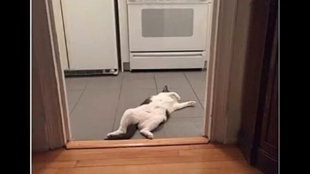 297. Я - кот, мне здесь удобно (выпуск 3). Забавные картинки про котов смотреть онлайн