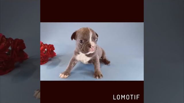Голубой французский бульдог. Blue french bulldog puppy смотреть онлайн