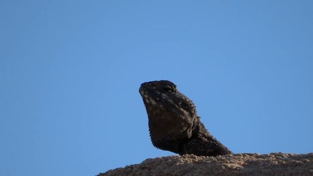 SONY HX300 Lizard смотреть онлайн
