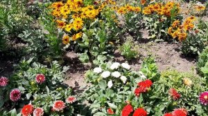 Цветение георгин низкорослых вегетативных из черенка.  #георгины, #георгинынизкорослые