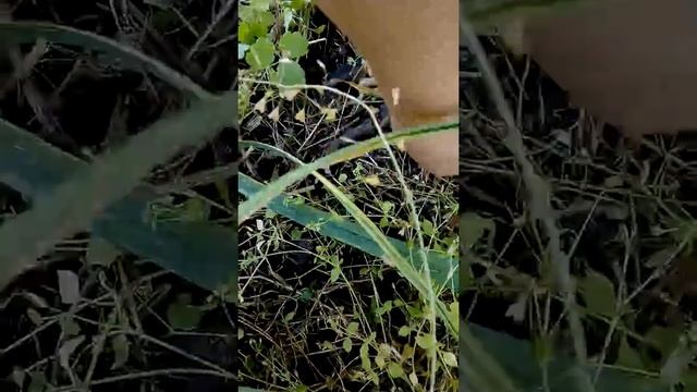 Убираем чеснок озимый, посаженный весной смотреть онлайн