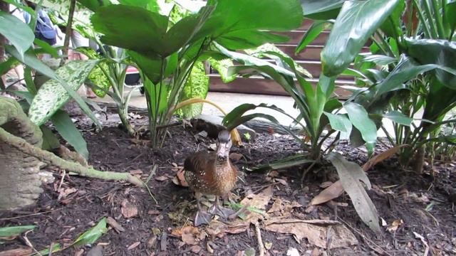 Singapore Zoo утка и самое маленькое копытное планеты