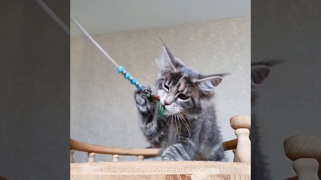 ДивоКун Шарлотта (3 месяца) Кошечка мейн-кун голубокремовая мраморная черепаха смотреть онлайн