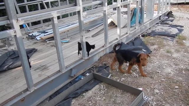 Щенок Эрдельтерьера и котенок смотреть онлайн