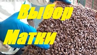 Матка пчёл.Метод отбора лучших маток.Как выбрать лучшую матку пчёл. смотреть онлайн