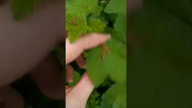 Галловая тля на смородине смотреть онлайн