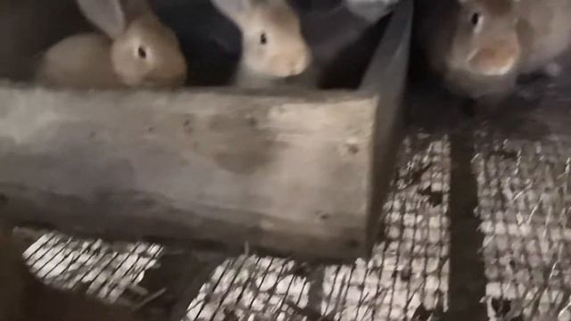 Содержание Бургундских кроликов чясть 2 смотреть онлайн