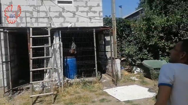 Голуби. Горелкин Виктор, Таганрог. смотреть онлайн