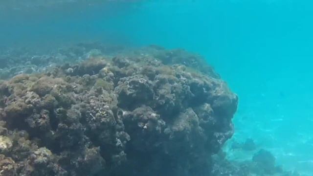 Snorkeling en Playa Flamenco, Culebra смотреть онлайн