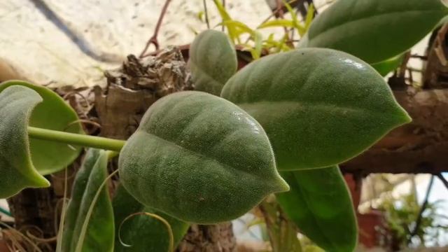 Hoya Ciliata - Grow & Care (Black Hoya Plant)