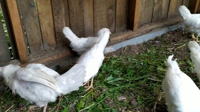 ЛЕГГОРН БЕЛЫЙ ЯИЧНАЯ ПОРОДА КУР В ТРИ МЕСЯЦА смотреть онлайн