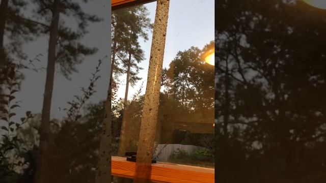 Sticky fly paper catches hundreds of fruit flies! смотреть онлайн