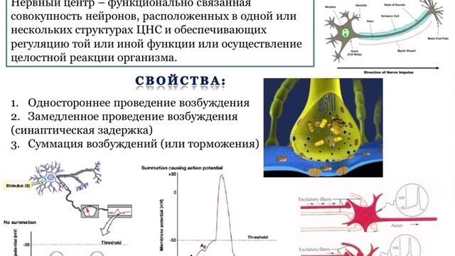 Свойства нервных центров смотреть онлайн