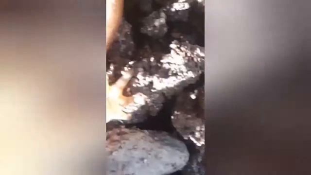 Ящерица в реальной жизни!!! Lizard in real life!!! смотреть онлайн