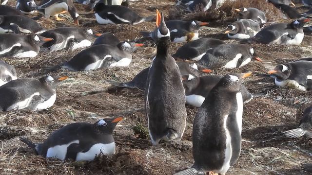 Gentoo Penguin Trumpeting смотреть онлайн