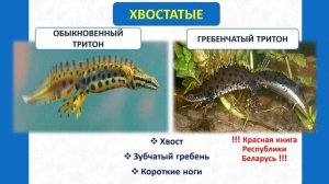 Многообразие земноводных, их значение и охрана