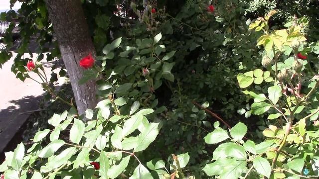 Новые раскраски-антистресс, картинки для раскрашивания + прогулка по Киеву смотреть онлайн