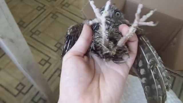 Что будет, если кормить сову курятиной? Сплюшку годами мучили неправильным содержанием. смотреть онлайн