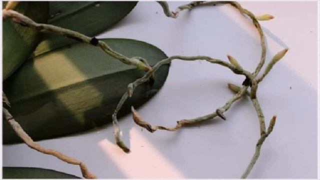 Как вырастить дома орхидею из кусочка корня смотреть онлайн