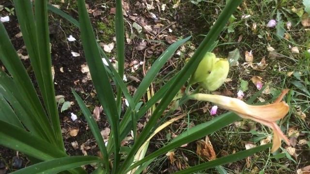 Hémérocalle ou lis d'un jour, Hemerocallis 'Siloam Double Classic' Fast flower blomming смотреть онлайн
