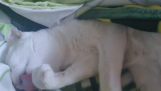 #16 주부일상ㅣ확진자 밥상차리기ㅣ격리일상ㅣ땅콩버터만들기 смотреть онлайн