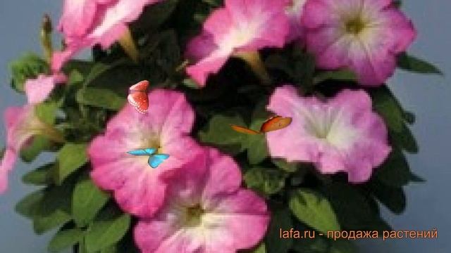 Петуния мультифлора Мамбо Джи Пи Роуз Морн ? обзор: как сажать, семена петунии смотреть онлайн