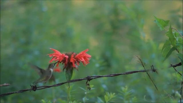 Колибри. Замедленная съёмка. смотреть онлайн