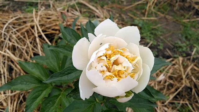 Пион Grand Massive. смотреть онлайн