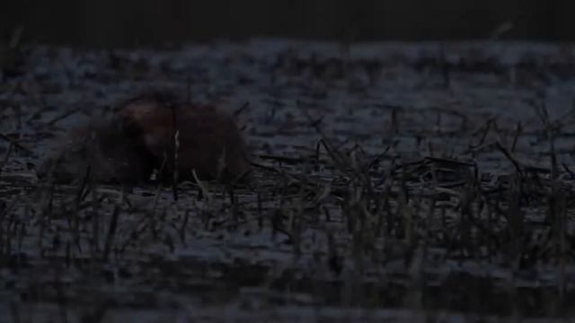 Все ондатры делают это(как правильно обрабатывать шкурки ондатры). смотреть онлайн