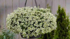 Как Выращивать Алиссум из Семян в Домашних условиях