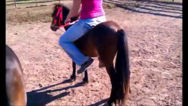 Girl Mini Horse_Pony Riding смотреть онлайн
