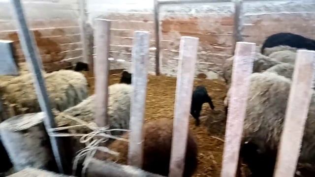 Про овец и строй материалы. смотреть онлайн