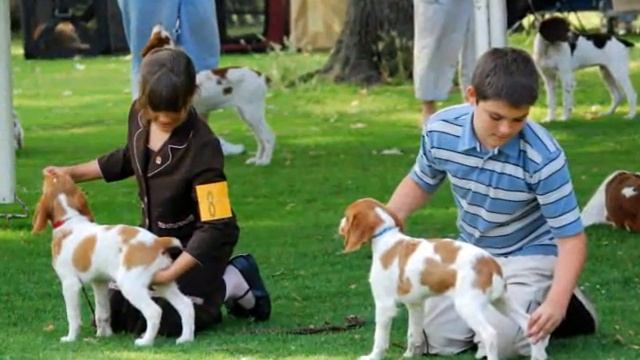 The Unofficial CBC Puppy Match смотреть онлайн