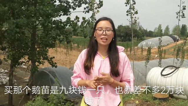 農村大爺養了2000隻小鵝，選址不錯，創意不錯，前景更不錯！Rural uncle selection prospects смотреть онлайн